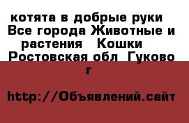 котята в добрые руки - Все города Животные и растения » Кошки   . Ростовская обл.,Гуково г.